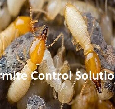 Termite Control Service